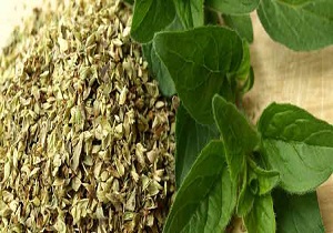 Oil-of-Oregano-Benefits-2