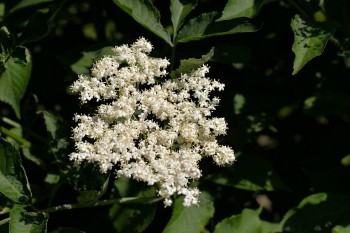 elderflower-1472467_960_720